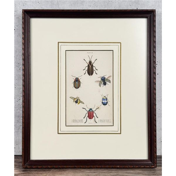 1835 Hand Colored Steel Engraving Of Beetles