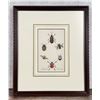 Image 1 : 1835 Hand Colored Steel Engraving Of Beetles