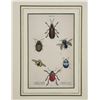Image 2 : 1835 Hand Colored Steel Engraving Of Beetles
