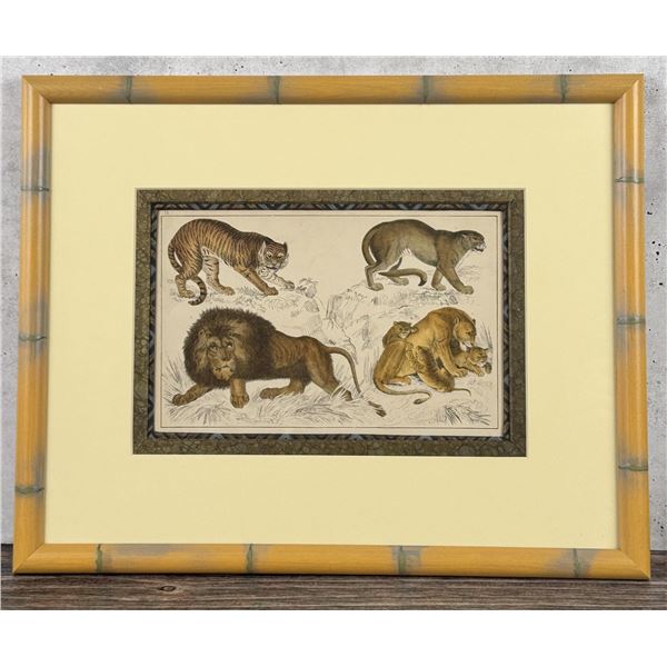 Oliver Goldsmith Hand Colored Big Cats Lithograph
