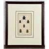Image 1 : 1835 Hand Colored Steel Engraving Of Beetles