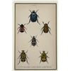 Image 2 : 1835 Hand Colored Steel Engraving Of Beetles