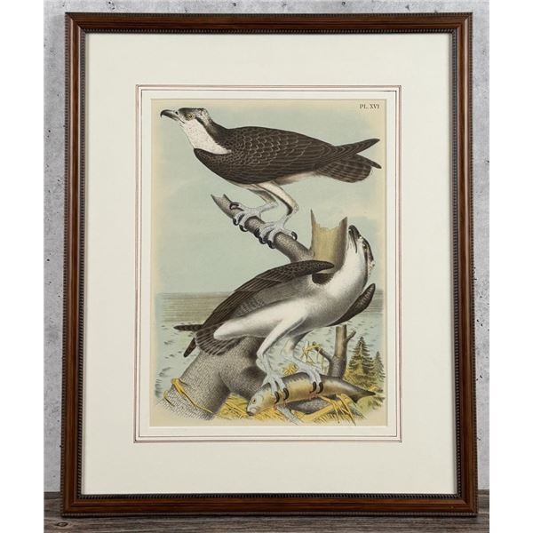 1878 Theodore Jasper The Fish Hawk Lithograph