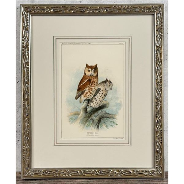 1888 Screech Owl Lithograph