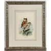 Image 1 : 1888 Screech Owl Lithograph