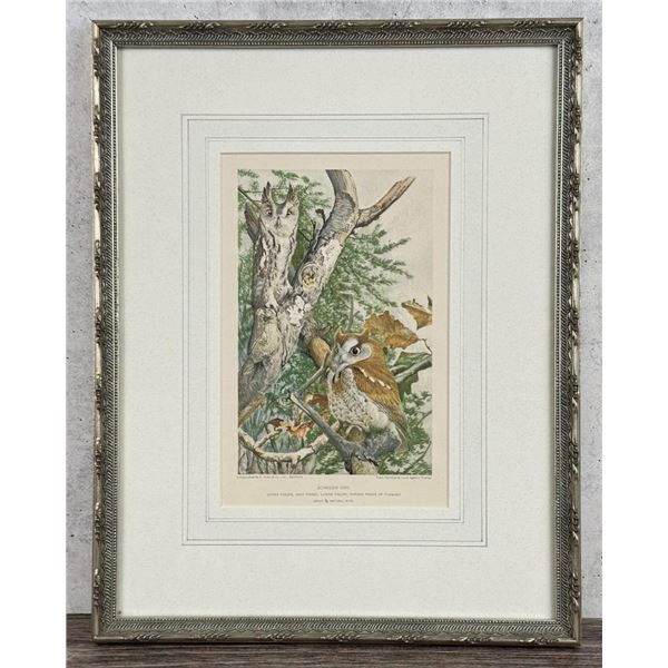 Louis Agassiz Fuertes Screech Owl Lithograph