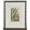 Image 1 : Louis Agassiz Fuertes Screech Owl Lithograph
