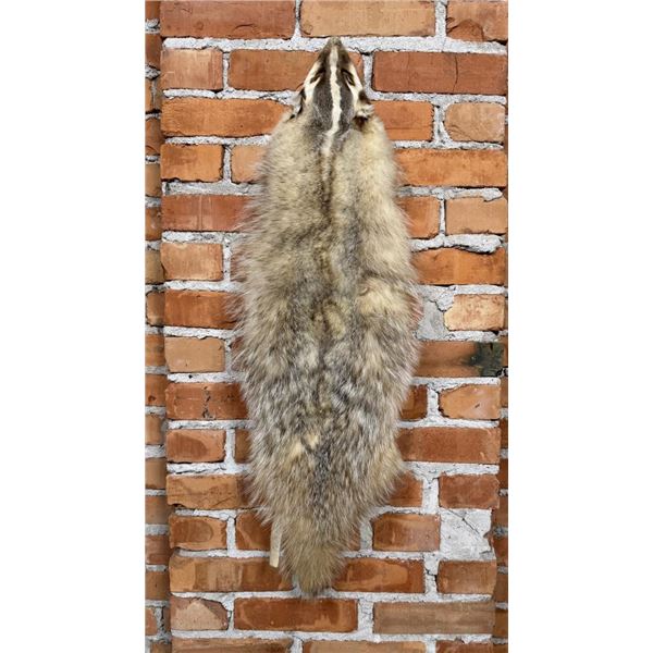 Montana Taxidermy Badger Fur Hide Pelt