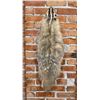 Image 1 : Montana Taxidermy Badger Fur Hide Pelt