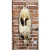 Image 2 : Montana Taxidermy Badger Fur Hide Pelt