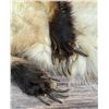Image 3 : Montana Taxidermy Badger Fur Hide Pelt