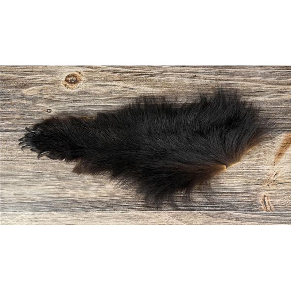 Montana Taxidermy Black Bear Hide Remnant