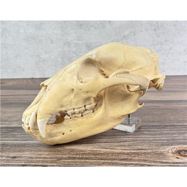 Taxidermy Montana Black Bear Skull