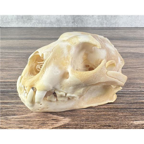 Taxidermy Montana Mountain Lion Skull