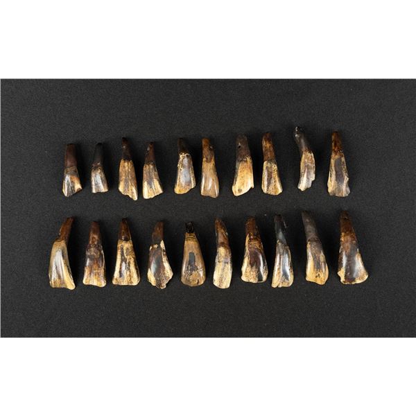 Lot of 20 Fossilized Buffalo Teeth