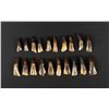 Image 1 : Lot of 20 Fossilized Buffalo Teeth