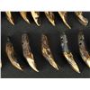 Image 4 : Lot of 20 Fossilized Buffalo Teeth