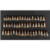 Image 1 : Lot of 50 Fossilized Buffalo Teeth