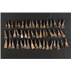 Image 2 : Lot of 50 Fossilized Buffalo Teeth