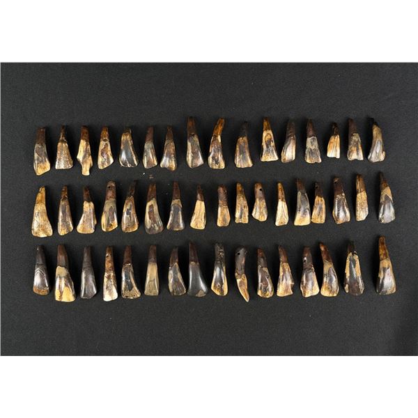 Lot of 50 Fossilized Buffalo Teeth