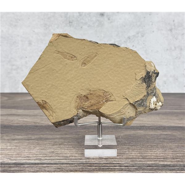 Knightia eocaena Green River Fish Fossil