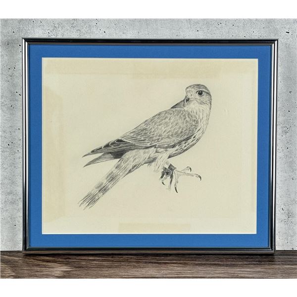 Peregrine Falcon Drawing