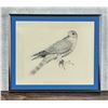 Image 1 : Peregrine Falcon Drawing