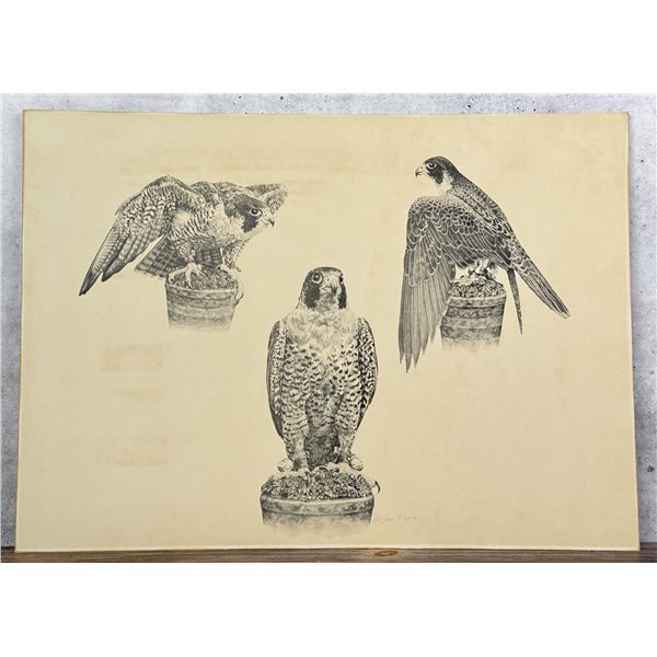 Robert Katona Falcon Print