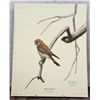 Image 1 : Guy Coheleach American Kestrel Print