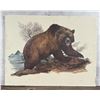 Image 1 : Dorman Grizzly Bear Print University of Montana