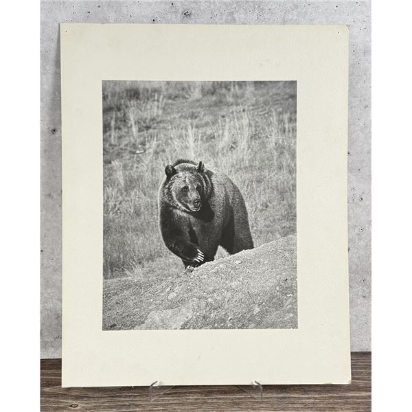 Fred E. Mang Grizzly Bear Photo
