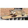 Image 2 : Montana Taxidermy Fully Body Badger Mount