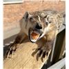 Image 3 : Montana Taxidermy Fully Body Badger Mount
