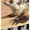Image 4 : Montana Taxidermy Fully Body Badger Mount