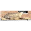 Image 5 : Montana Taxidermy Fully Body Badger Mount