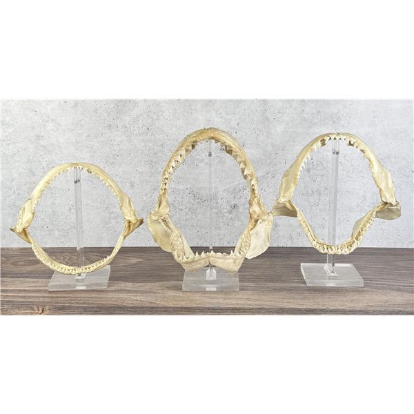 Taxidermy Bull Shark Jaws