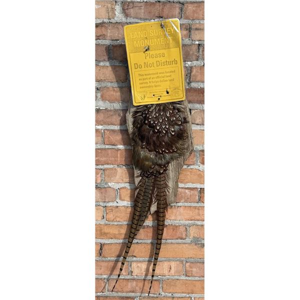 Montana Taxidermy Pheasant Ass