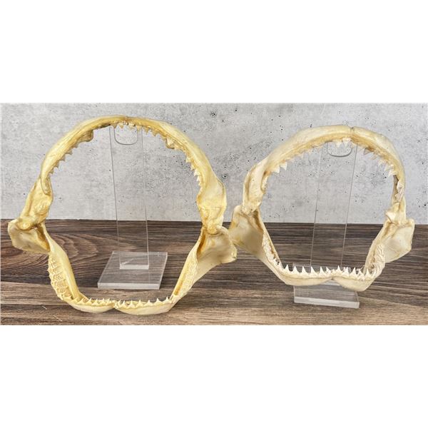 Taxidermy Bull Shark Jaws