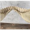 Image 6 : Taxidermy Bull Shark Jaws