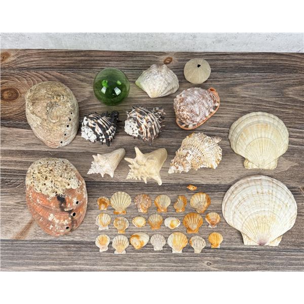 Collection of Seashells