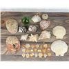 Image 1 : Collection of Seashells