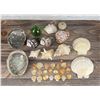 Image 2 : Collection of Seashells