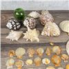 Image 4 : Collection of Seashells