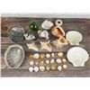 Image 5 : Collection of Seashells