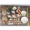 Image 7 : Collection of Seashells