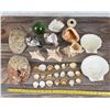 Image 8 : Collection of Seashells