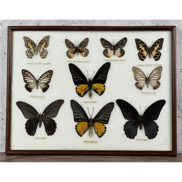 Butterfly Specimens In Frame Entomology
