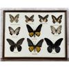Image 1 : Butterfly Specimens In Frame Entomology