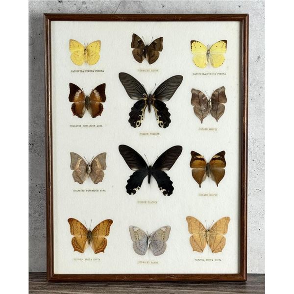 Butterfly Specimens In Frame Entomology