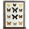 Image 1 : Butterfly Specimens In Frame Entomology